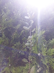 Struthanthus interruptus