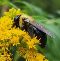 Xylocopa virginica