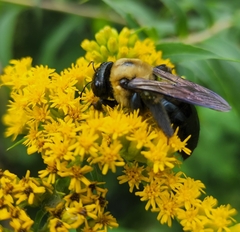 Xylocopa virginica