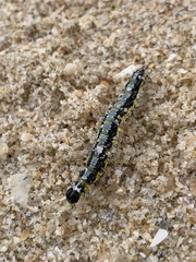 Uresiphita gilvata