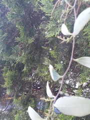 Struthanthus interruptus