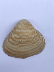 Tivela zonaria