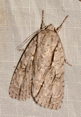 Acronicta lobeliae