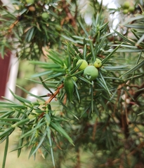 Oligotrophus panteli