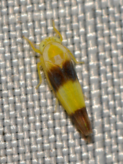 Alebra bicincta