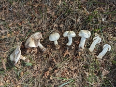 Agaricus arvensis