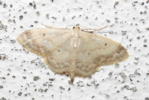 Tamsiakraštis Sprindžiukas nuotrauka