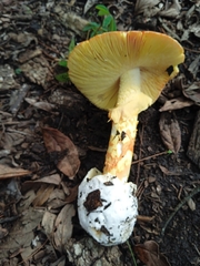 Amanita basii