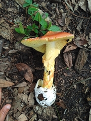 Amanita basii