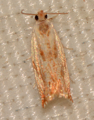 Ancylis platanana