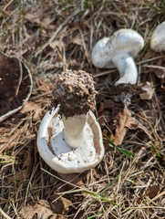 Agaricus arvensis