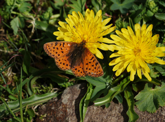 Boloria caucasica