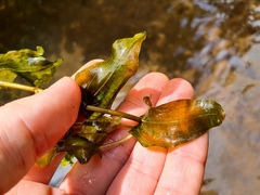 Potamogeton perfoliatus