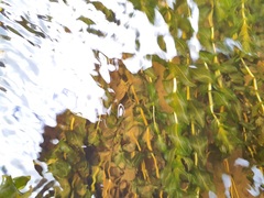 Potamogeton perfoliatus