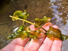 Potamogeton perfoliatus