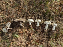 Agaricus arvensis
