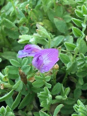 Astragalus bodinii