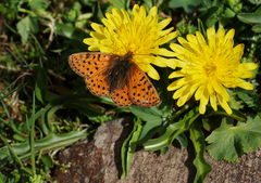 Boloria caucasica