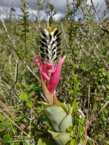 Aechmea bromeliifolia · iNaturalist Aechmea bromeliifolia · iNaturalist