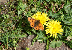 Boloria caucasica