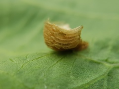 Aspidimorpha sanctaecrucis