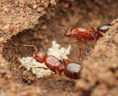 Pheidole crassicornis