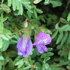 Astragalus bodinii