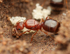 Pheidole crassicornis