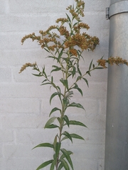 Solidago