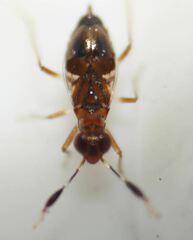 Saldoida slossonae