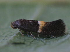 Elachista bisulcella