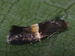 Elachista bisulcella
