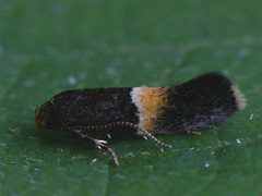 Elachista bisulcella