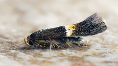 Elachista bisulcella
