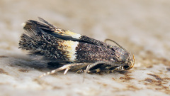 Elachista bisulcella
