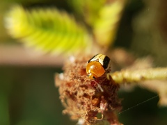 Cryptocephalus sehestedti