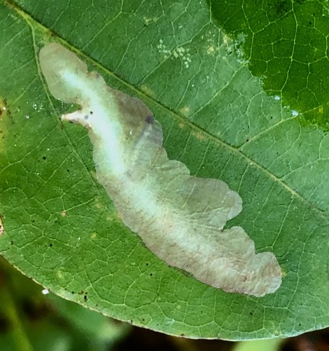 Coptotriche badiiella photo 4