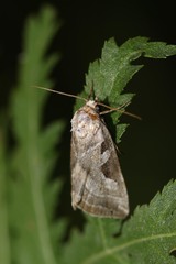 Eucarta virgo