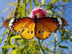 Danaus chrysippus