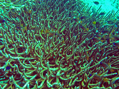 Ostorhinchus compressus