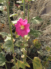 Alcea setosa