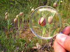Fritillaria gussichiae