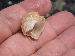 Lithopoma caelatum