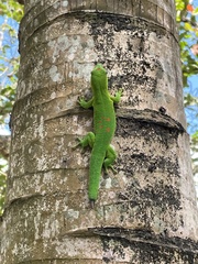 Phelsuma grandis