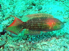 Oxycheilinus bimaculatus