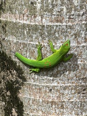 Phelsuma grandis