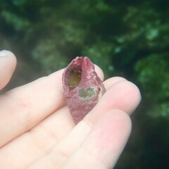 Stramonita haemastoma