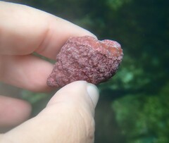 Stramonita haemastoma