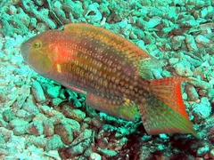 Oxycheilinus bimaculatus