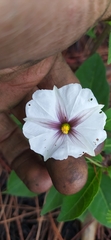 Lycianthes rzedowskii